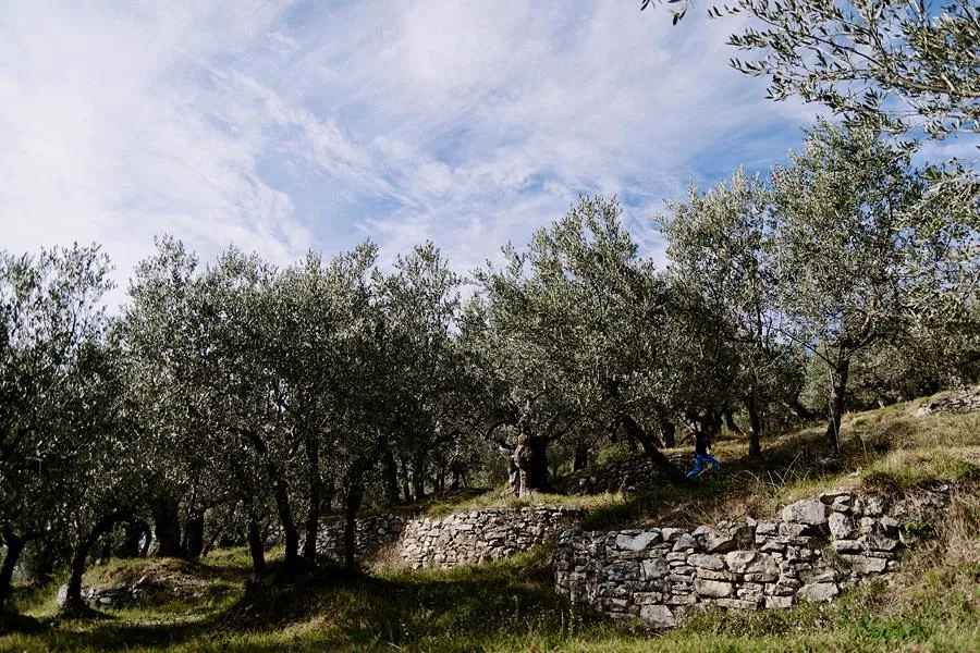 azienda-agricola-monte-cologna-2