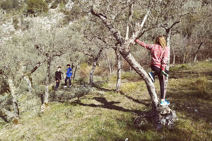olio da tavola zucchini